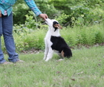 Small #5 Australian Shepherd