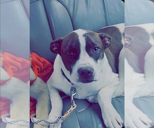 American Staffordshire Terrier-Unknown Mix Dogs for adoption in Maryville, TN, USA