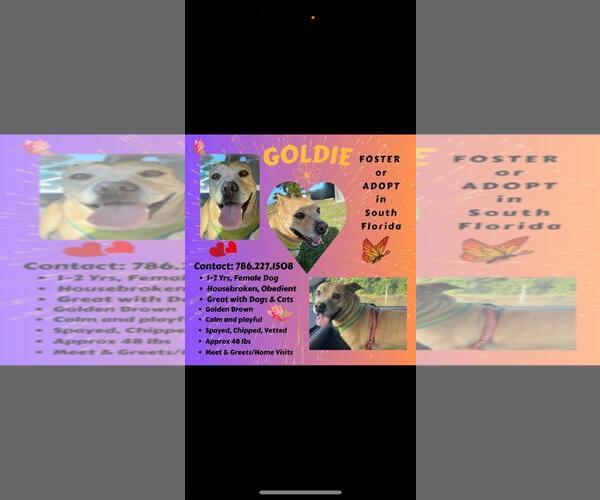 Medium Photo #6 American Pit Bull Terrier-Unknown Mix Puppy For Sale in Miami, FL, USA