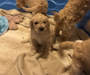 Medium Goldendoodle