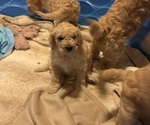 Puppy Muffin Goldendoodle