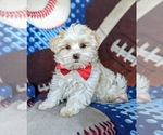 Small Photo #1 Maltese Puppy For Sale in ATGLEN, PA, USA