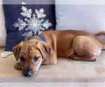 Small Photo #2 Labrador Retriever-Pembroke Welsh Corgi Mix Puppy For Sale in pomfret, CT, USA