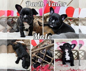 Medium French Bulldog