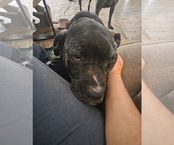 Medium Photo #4 American Pit Bull Terrier-Labrador Retriever Mix Puppy For Sale in Brewster, NY, USA
