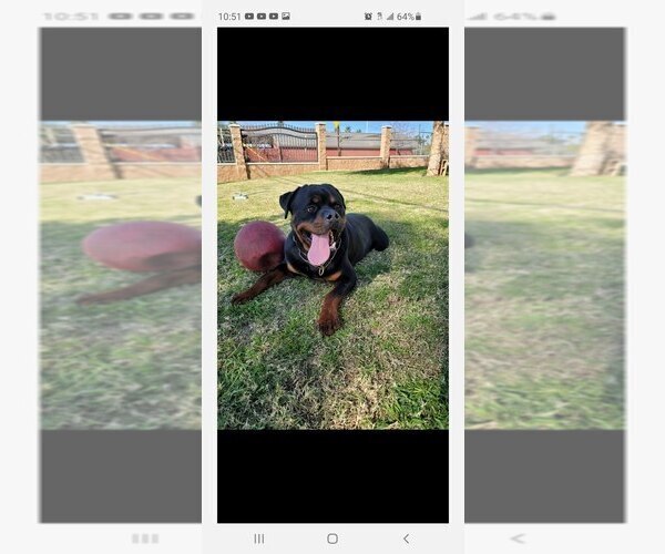 Medium Photo #9 Rottweiler Puppy For Sale in JURUPA VALLEY, CA, USA