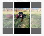 Small Photo #9 Rottweiler Puppy For Sale in JURUPA VALLEY, CA, USA