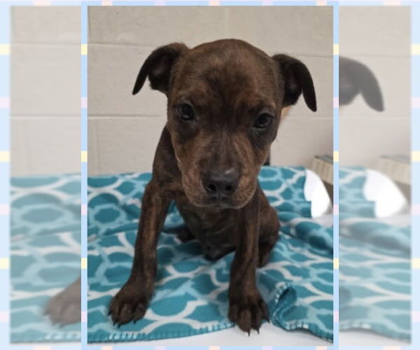 Medium Photo #3 American Staffordshire Terrier-Labrador Retriever Mix Puppy For Sale in Brewster, NY, USA