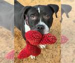 Small Photo #3 American Staffordshire Terrier-Unknown Mix Puppy For Sale in Tallahassee, FL, USA