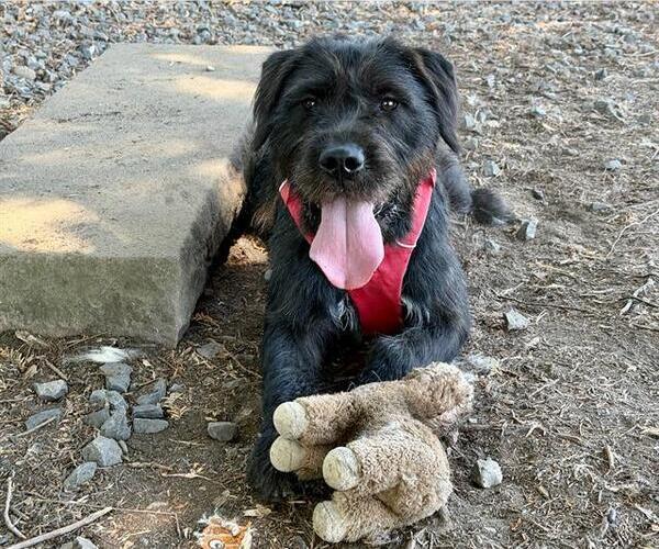 Medium Photo #2 GIANT SCHNAUZER -Unknown Mix Puppy For Sale in Santa Rosa, CA, USA
