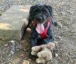 Small #1 GIANT SCHNAUZER  Mix