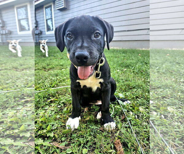 Medium Photo #2 Mutt Puppy For Sale in Waterloo, IA, USA