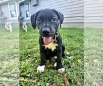 Small #1 Mutt