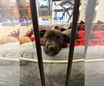 Small Photo #5 American Staffordshire Terrier-Unknown Mix Puppy For Sale in Holly Springs, NC, USA