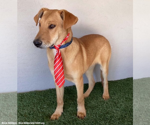 Medium Photo #9 Carolina Dog-Labrador Retriever Mix Puppy For Sale in San Diego, CA, USA