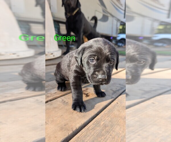 Medium Photo #3 Labrador Retriever Puppy For Sale in PIONEER, CA, USA