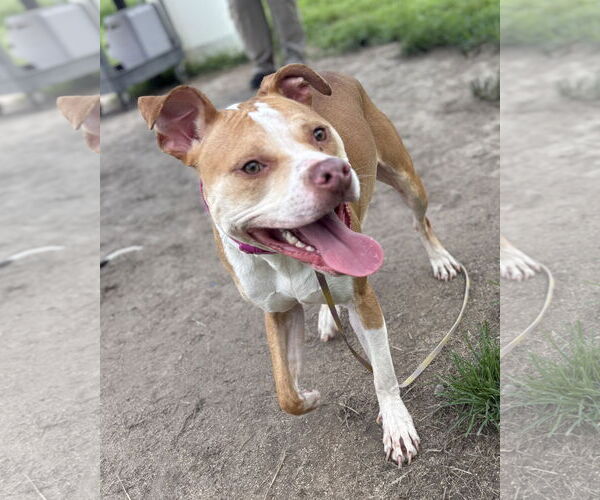 Medium Photo #3 American Pit Bull Terrier-Unknown Mix Puppy For Sale in Virginia Beach, VA, USA