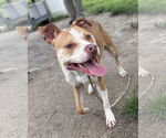 Small #2 American Pit Bull Terrier Mix