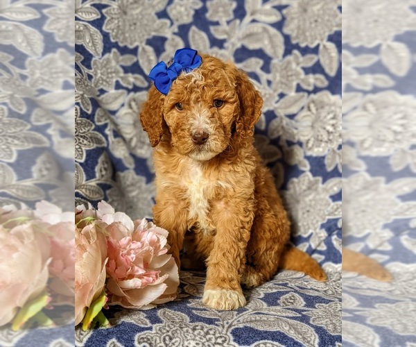 Medium Photo #2 Goldendoodle Puppy For Sale in GLEN ROCK, PA, USA