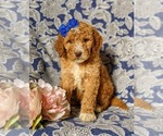 Small Photo #2 Goldendoodle Puppy For Sale in GLEN ROCK, PA, USA