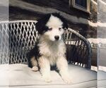 Small #1 Miniature American Shepherd-Miniature Australian Shepherd Mix