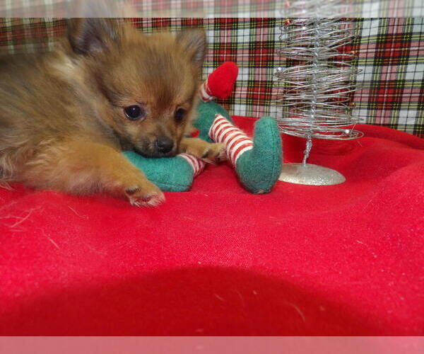 Medium Photo #1 Pomeranian Puppy For Sale in PATERSON, NJ, USA