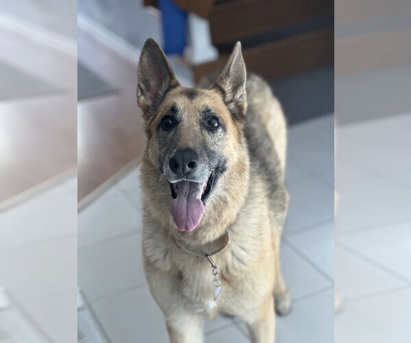 Medium Photo #4 German Shepherd Dog-Unknown Mix Puppy For Sale in Aurora, CO, USA