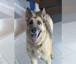 Small #3 German Shepherd Dog Mix