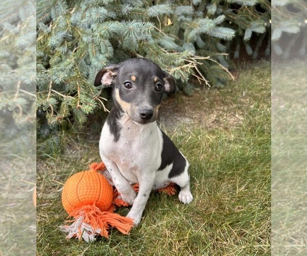 Medium Photo #4 Rat Terrier Puppy For Sale in MIDDLEBURY, IN, USA