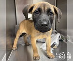 Small #1 Mutt