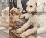 Small Photo #14 Goldendoodle Puppy For Sale in CORRYTON, TN, USA