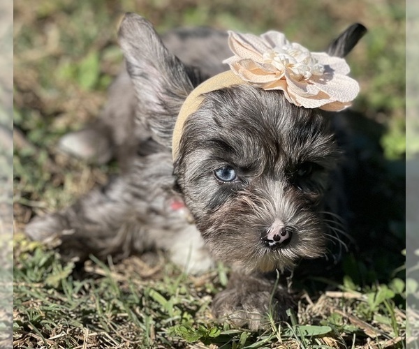 Medium Photo #5 Yorkshire Terrier Puppy For Sale in MIAMI, FL, USA