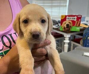 Labrador Retriever Puppy for sale in RIVERVIEW, FL, USA