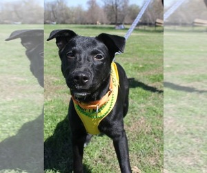 Marlo - Male Labrador Retriever-Unknown Mix Dog for Adoption - Photo #2