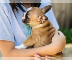 Small Photo #18 French Bulldog Puppy For Sale in FREMONT, CA, USA