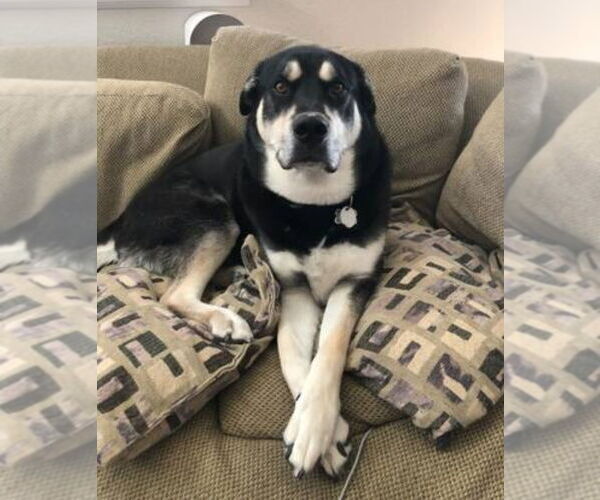 Medium Photo #2 German Shepherd Dog-Unknown Mix Puppy For Sale in Lakewood, CO, USA