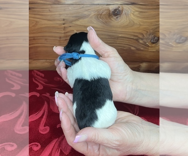 Medium Photo #6 Schnauzer (Miniature) Puppy For Sale in BIG CABIN, OK, USA