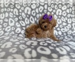 Small #8 Cockapoo (Miniature)