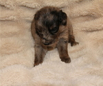 Small #20 Australian Retriever