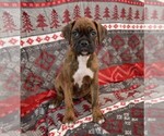 Small Photo #24 Boxer Puppy For Sale in CHILHOWEE, MO, USA