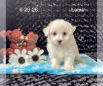Image preview for Ad Listing. Nickname: Louis