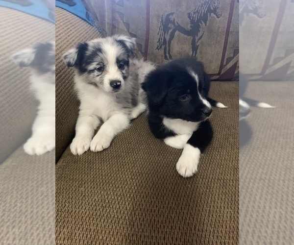Medium Photo #1 Border-Aussie Puppy For Sale in SHADE GAP, PA, USA