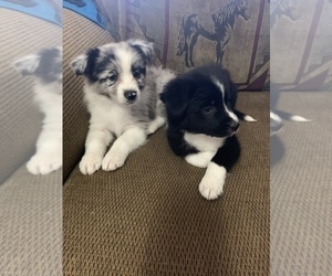 Border-Aussie Puppy for sale in SHADE GAP, PA, USA