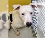 Small #2 American Bulldog