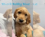 Puppy Bobby Blue Goldendoodle