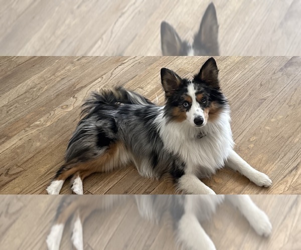 Medium Photo #2 Miniature Australian Shepherd Puppy For Sale in GROVER BEACH, CA, USA