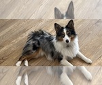 Small #1 Miniature Australian Shepherd