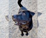 Small #4 Labrador Retriever Mix