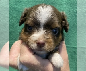 Miniature Australian Shepherd Puppy for sale in FORT MORGAN, CO, USA