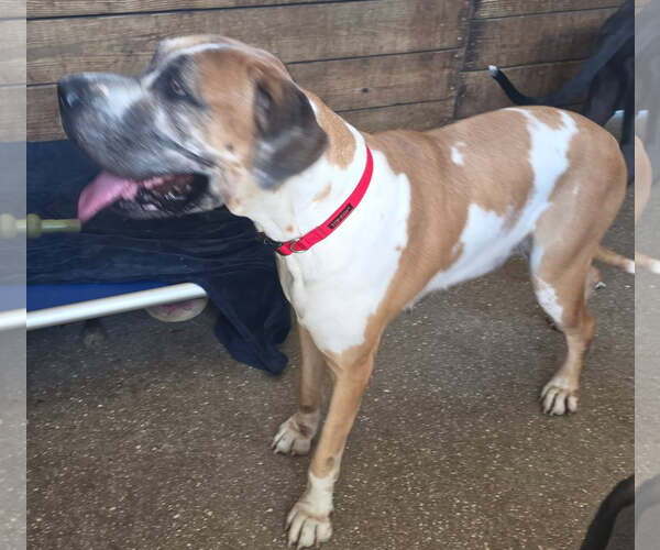 Medium Photo #2 Great Dane Puppy For Sale in Palm Beach, FL, USA